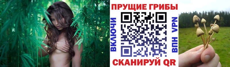 Галлюциногенные грибы Cubensis закладки Полярный